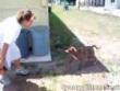 Funny videos: Silly dog jump