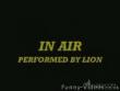 Funny videos: In air