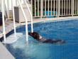 Funny dogs : Daisy Mae Swimming