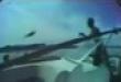 Funny videos: Turkey assault