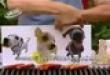 Funny videos: Hot dogs?