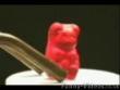 Funny videos : Killing a gummy bear