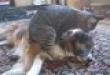 Funny videos : Horny cat