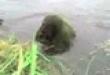 Funny videos : Swamp thing attacks!