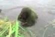 Funny videos: Swamp thing attacks!