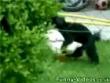 Funny videos : Dog and duck
