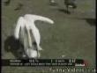 Funny videos : Pelican eats pigeon