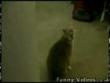 Funny videos : Funny cat