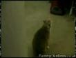 Funny videos: Funny cat