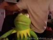 Funny videos : Kermits reaction