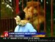 Funny videos : The lion hug