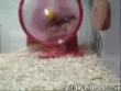 Funny videos: Crazy hamster