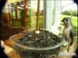 Funny videos: Funky town birds