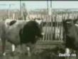 Funny videos : Cow mounts farmer