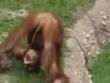 Funny videos : Orangutan has exotic drink