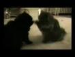 Funny videos: More funny cats