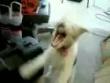 Funny videos: The metal dog