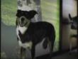 Funny videos : Naughty dog