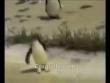 Funny animals: Penguin goes crazy