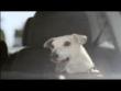Funny videos : Vw polo - the singing dog