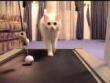 Funny videos: Cat on the treadmill