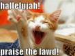 Funny videos: More funny cats pics