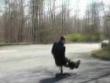 Funny videos: Office chair ride