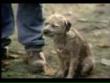 Funny videos: Bud light advert - good dog