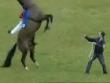 Funny videos : Horse backflip