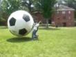 Funny videos: Knockout football