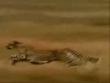 Funny animals: Faster than a cheetah