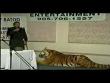 Funny videos: Tiger