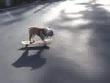 Funny dogs : Skateboarding dog