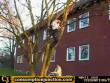 Bungee jumping off a tree