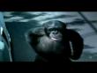Funny animals: Trunk monkey 3