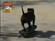 Funny animals: Better than Tony Hawk