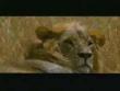 Funny videos : Easy food for lions