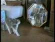 Funny cats: Acrobatic cats