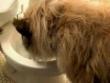 Toilet face cleaning