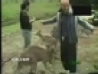 Funny videos : Kangaroo fighter