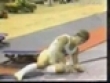 Funny videos : Pommel horse