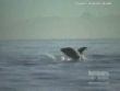 Funny videos : Shark attacks