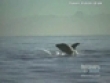 Shark attacks