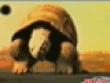 Funny videos : Tortuga