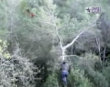 Funny videos : Dad climbs tree for kite