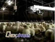 Funny videos : Chicxpress chic launcher