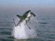 Funny videos : Shark attacks dolphin