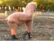 Funny videos : Two kids dress up as a lama