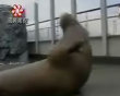 Funny videos : Walrus hits the gym