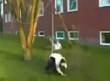 Funny videos : Ghetto bungee jumping in yard
